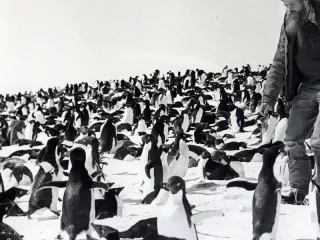 Ryszard Halba wśród pingwinów / arch. Ryszard Halba (marzec 1981)