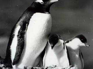 Pingwiny / fot. Ryszard Halba (1980/1981)